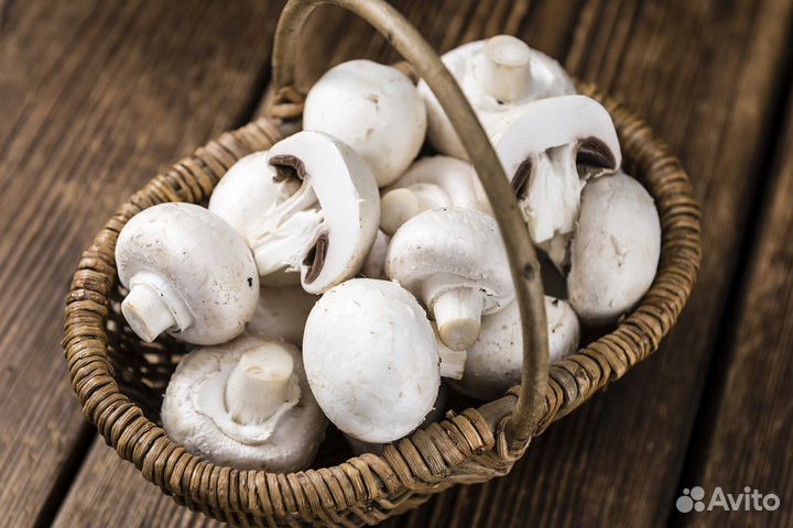 Шампиньон - зерновой мицелий грибов