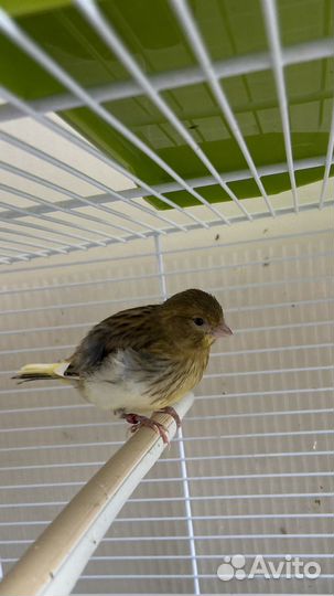 Кенары Файф Фенси