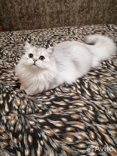 Шотландский котик