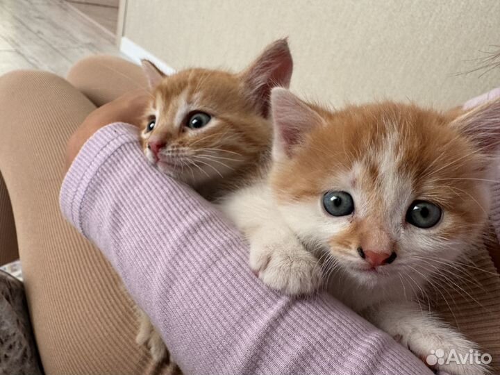 Британские котята