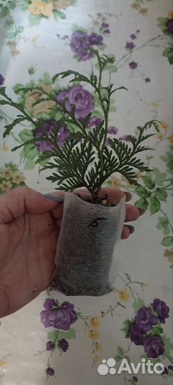 Туя саженцы