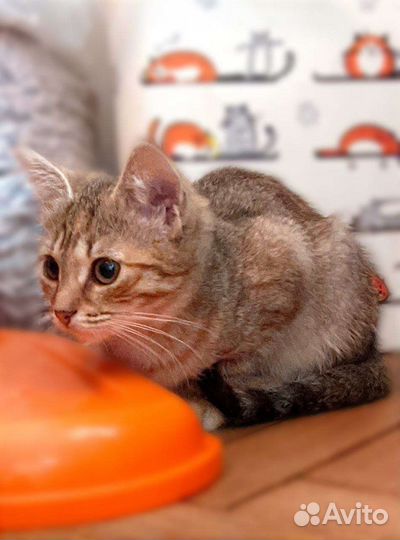 Рыжеватенький котенок (девочка) Луччи