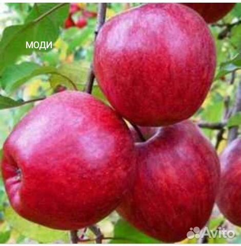 Саженцы яблони,абрикоса