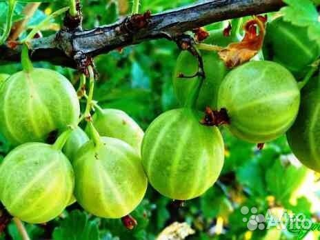 Крыжовник: 3 сорта