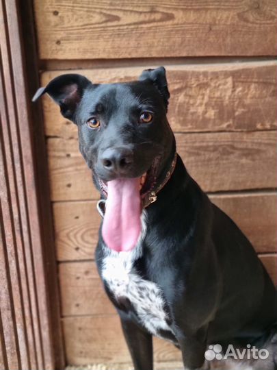 Обалденный пёс ждет тебя в приюте