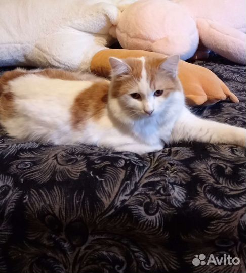 Кошка в дар