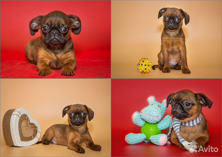 Фотосъемка животных