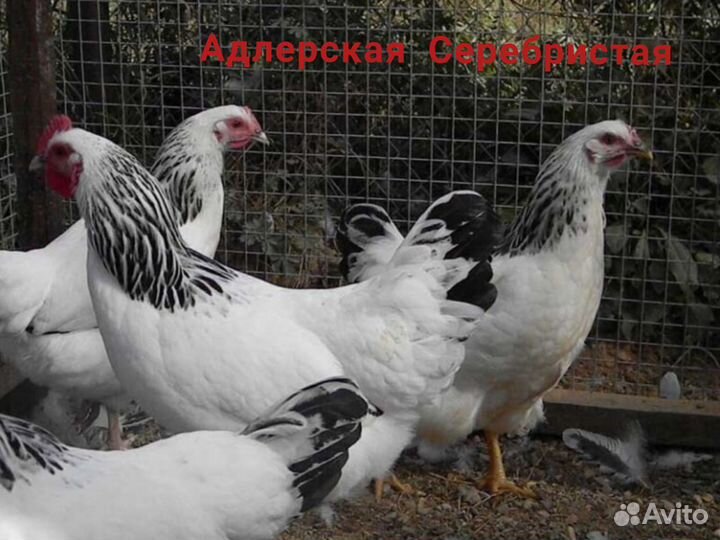 Цыплята породной птицы