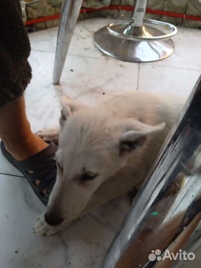 Щенки 3 девочки