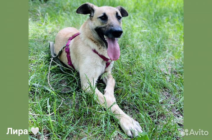Прекрасная Лира ждет семью в приюте