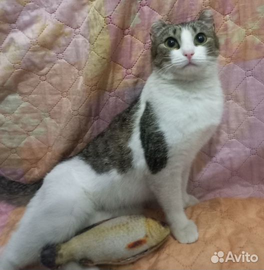 Стерилизованная кошечка бедняжка