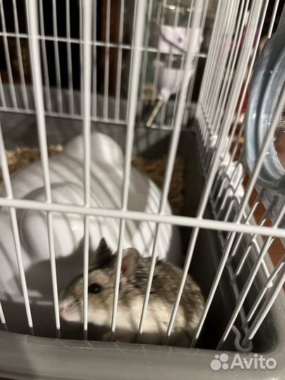 Джунгарский хомяк с клеткой