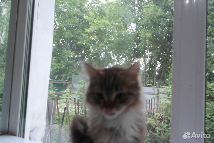 Возьмите кота