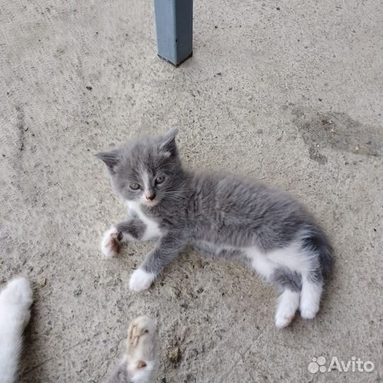 Отдадим котят в добрые руки