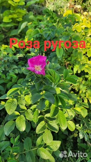 Декоративные растения