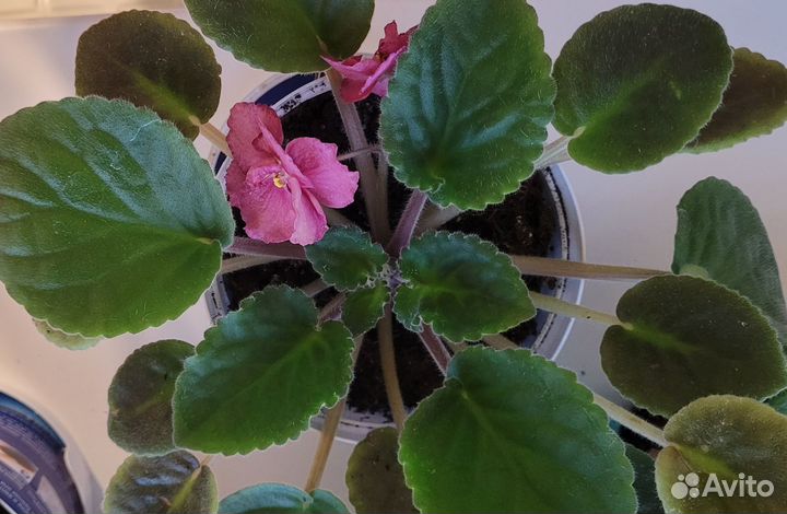 Сортовые фиалки