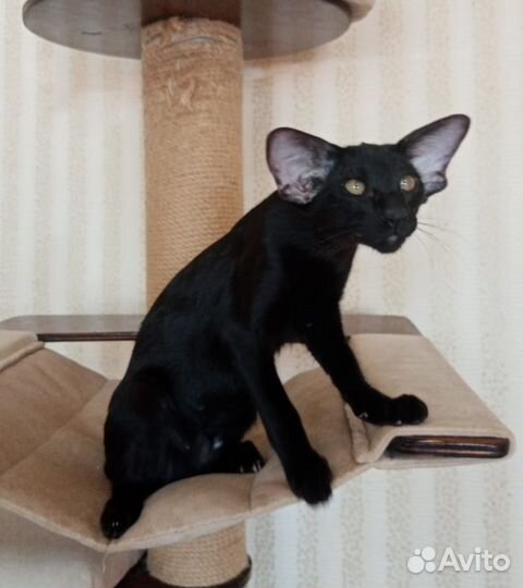 Ориентальные котята
