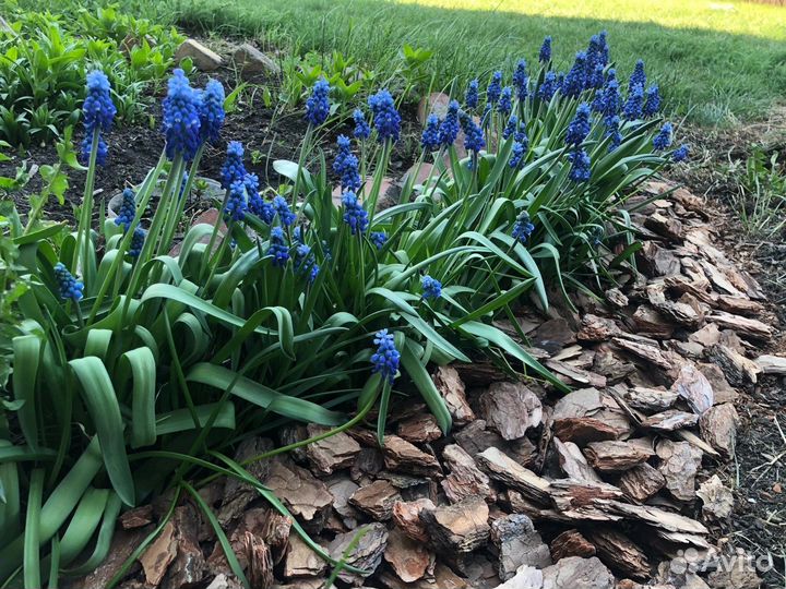 Кора на чтз. Сосна, лиственница (Мульча)