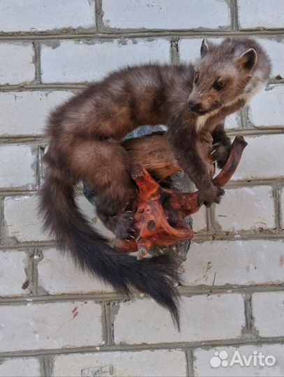 Куница таксидермия