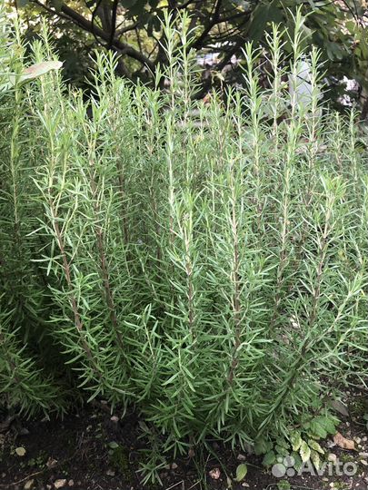 Розмарин саженцы
