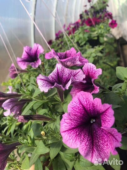 Цветочная рассада (разная)