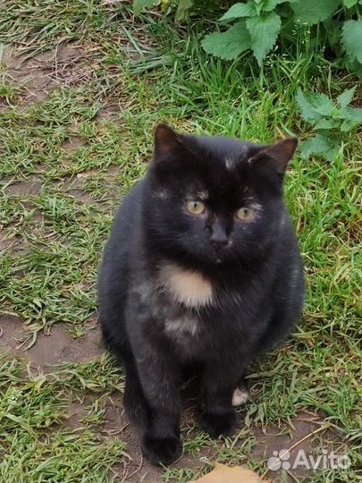 Котенок окрас 