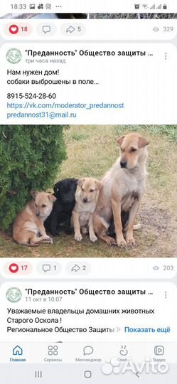 Семья собачек