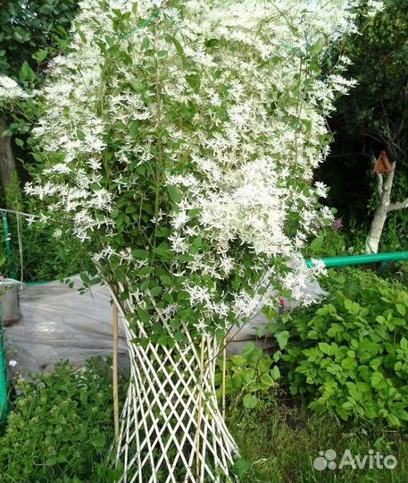 Клематис манчжурский