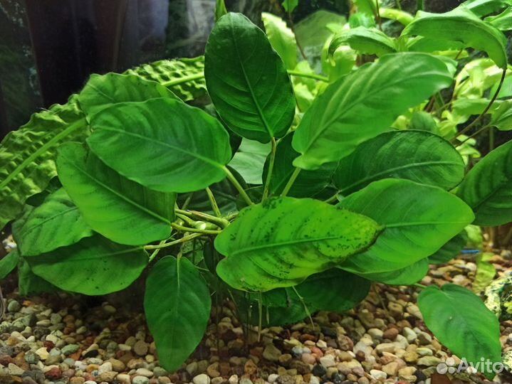 Аквариумные растения
