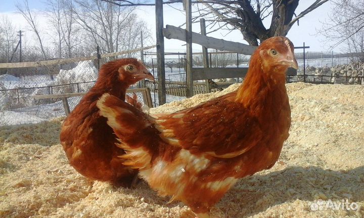 Куры несушки