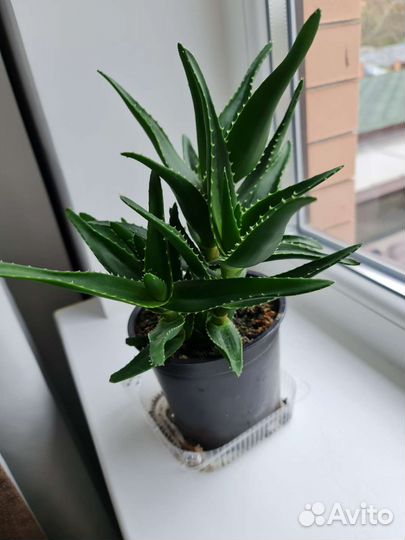 Алоэ столетник