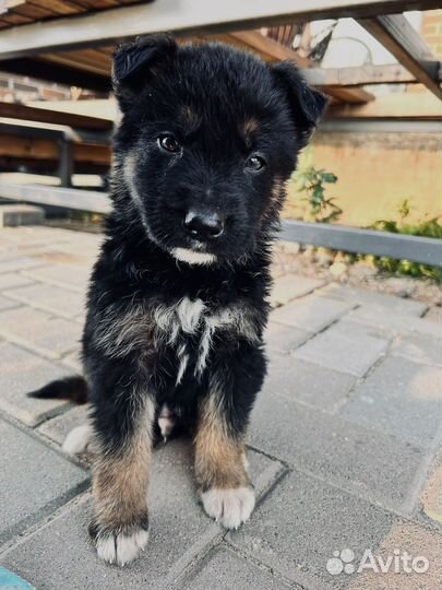 Булочки овчарки ищут новый дом