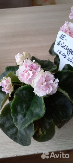 Сортовые фиалки