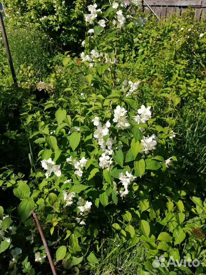 Жасмин, гортензия