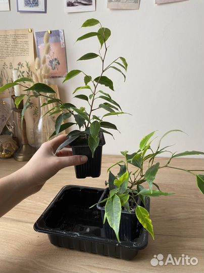 Комнатные растения цветы, строманта