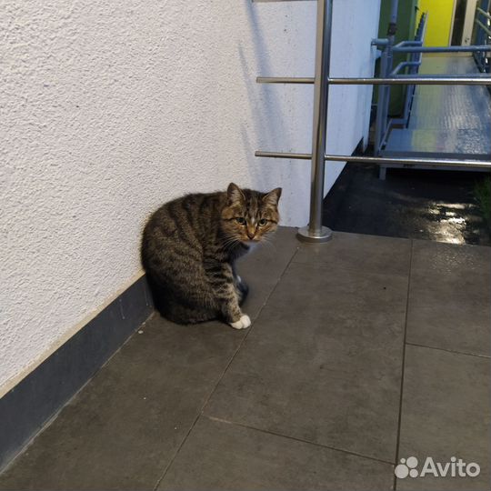 Кошечка в добрые и любящие руки