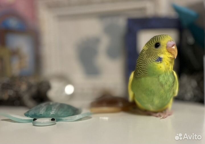 Волнистый попугай ручной