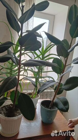 Алоэ столетник