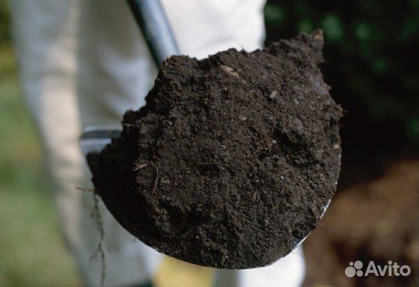 Земля плодородная чернозем