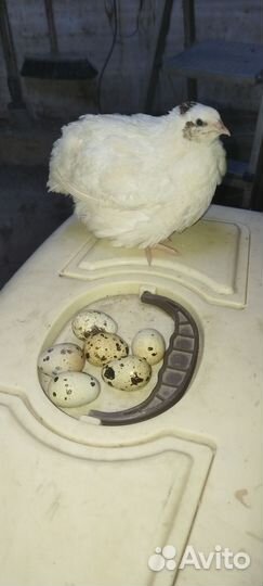 Яйца перепелиные инкубационное