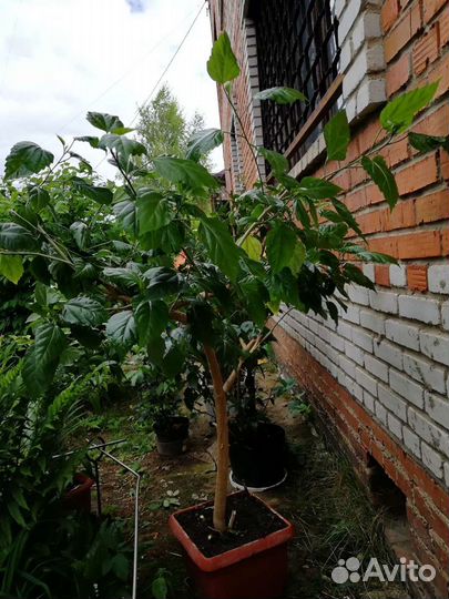 Гибискус Китайская роза