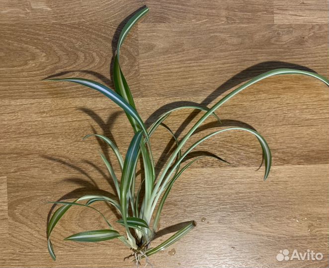 Хлорофитум хохлатый