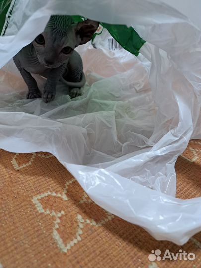 Продам сфинкса