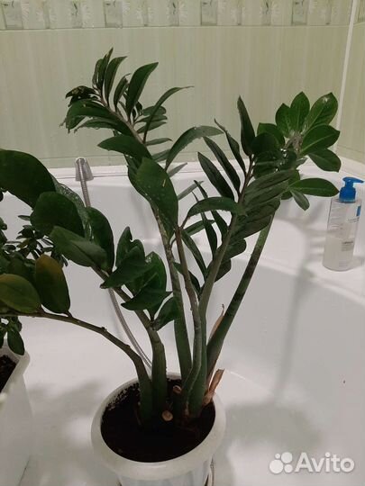 Отдам бесплатно цветы