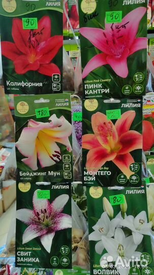 Лилии луковицы