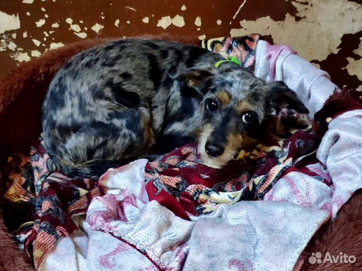 Собака размером с кошку попала в приют