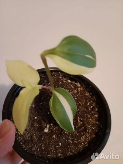 Традесканция