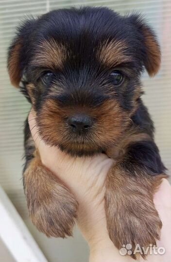 Йоркширский терьер