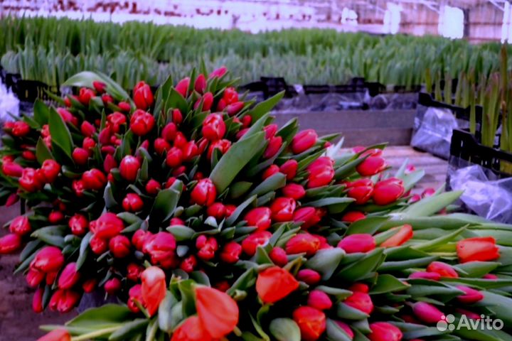 Тюльпаны к 8 марта