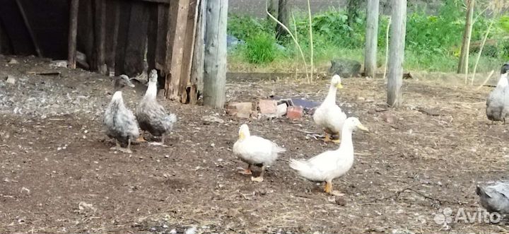 Утки и гуси